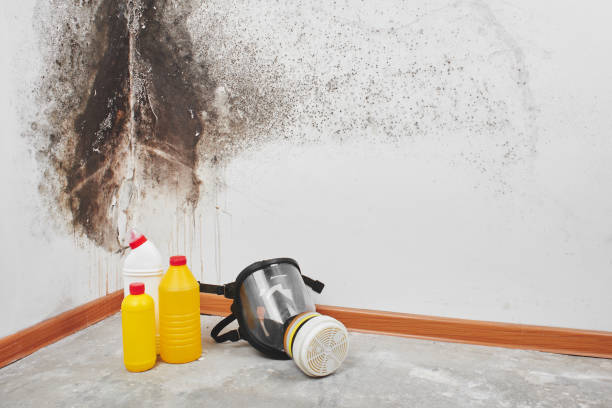 Trusted Bridgeville, PA Mold Remediation Experts