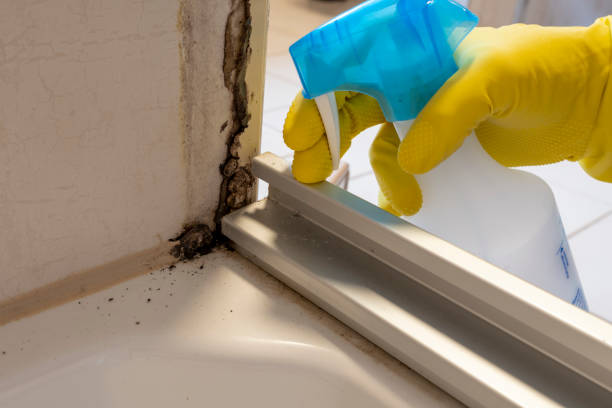 Best Attic Mold Remediation in Bridgeville, PA