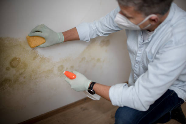 Best Basement Mold Remediation in Bridgeville, PA