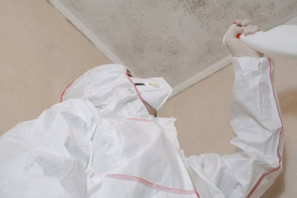 Best Localized Mold Remediation (e.g., coastal areas, humid climates) in Bridgeville, PA