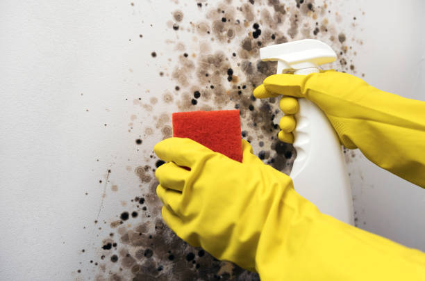 Professional Mold Remediation in Bridgeville, PA